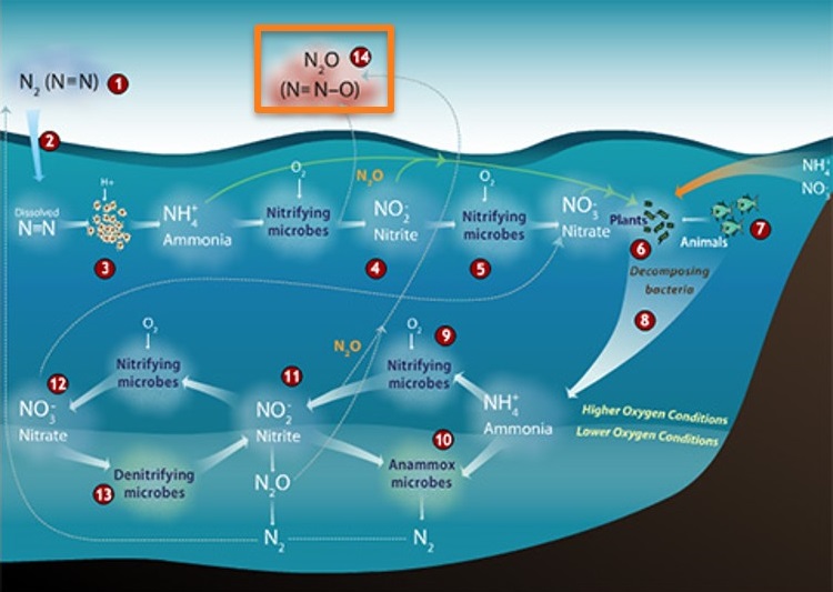 N₂O 同位素  (δ&sup1;⁵N, δ&sup1;⁸O)_同位素分析儀-甲醛分析儀-北京環球同創科技發(fā)展有限公司